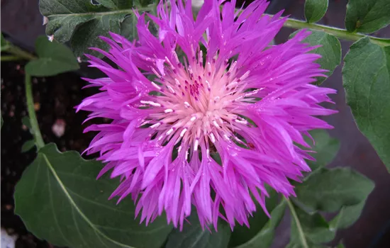 Centaurea dealbata Centaurea dealbata