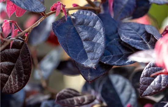 Loropetalum chinense var. rubrum 'Fire Dance'