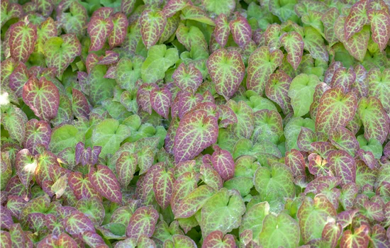 Epimedium perralchicum 'Frohnleiten'