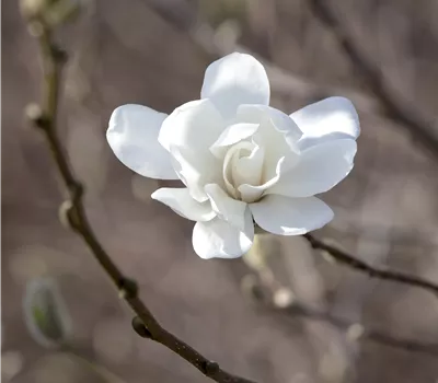 Magnolia loebneri 'Merrill' Magnolia loebneri 'Merrill'
