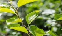 Pommier en fuseau 'Ariwa'