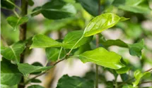 Pommier en fuseau 'Ariwa'