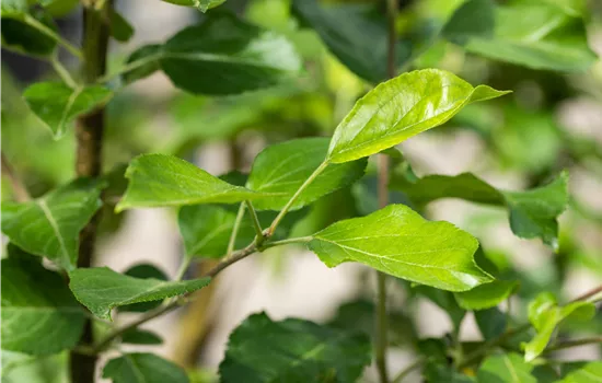 Malus domestica 'Ariwa' Malus domestica 'Ariwa'