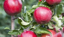 Pommier commun haute tige 'Florina'