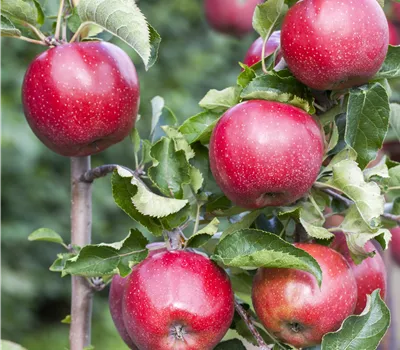Malus domestica 'Pidi(s) Merlin' Malus domestica 'Pidi(s) Merlin'