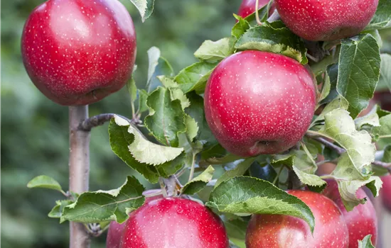 Malus domestica 'Pidi(s) Merlin' Malus domestica 'Pidi(s) Merlin'