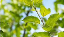Pommier commun haute tige 'Florina'