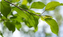 Pommier commun haute tige 'Florina'