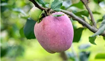 Pommier commun haute tige 'Florina'