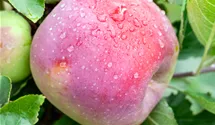 Pommier commun haute tige 'Florina'
