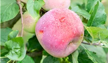 Pommier commun haute tige 'Florina'