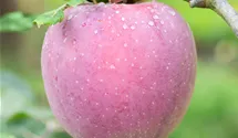 Pommier commun haute tige 'Florina'