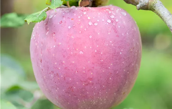 Malus domestica 'Florina' Malus domestica 'Florina'