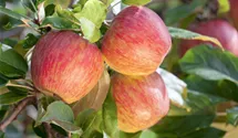 Pommier en espalier 'Gala'