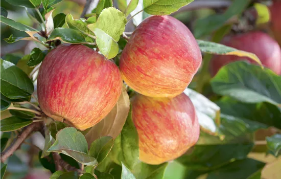 Malus 'Gala' Malus 'Gala'