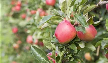 Pommier en espalier 'Gala'