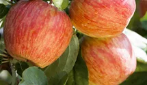 Pommier en espalier 'Gala'