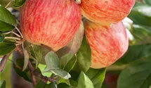 Pommier en espalier 'Gala'