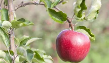 Halbstamm Apfel 'Galiwa'®
