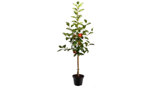 Halbstamm Apfel 'Galiwa'®