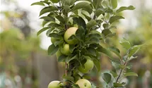 Säulenapfel 'Goldlane'