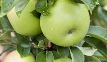 Säulenapfel 'Goldlane'