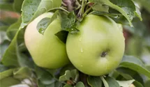 Säulenapfel 'Goldlane'