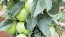 Säulenapfel 'Goldlane'