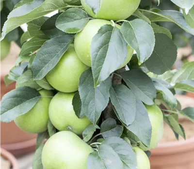 Malus domestica 'Goldlane' Malus domestica 'Goldlane'
