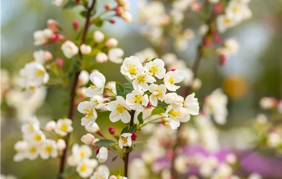 Malus Hybriden 'Adirondack' 
