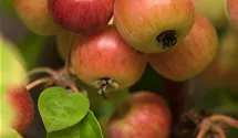Pommier d'ornement 'Evereste'