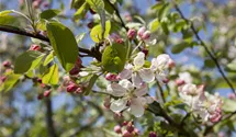 Pommier d'ornement 'Evereste'