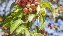 Pommier d'ornement 'Evereste'
