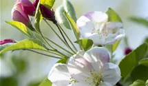 Pommier d'ornement 'Evereste'