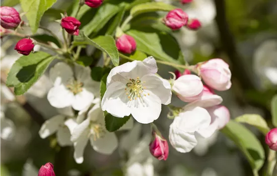 Malus Hybriden 'Evereste' 