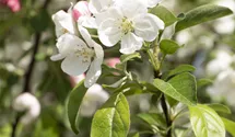 Pommier d'ornement 'Evereste'
