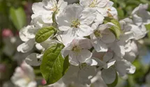 Pommier d'ornement 'Evereste'