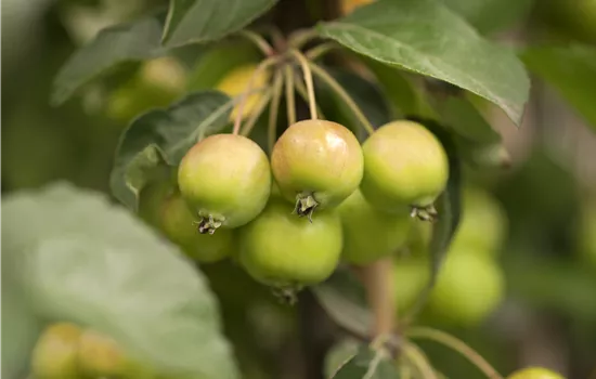 Malus Hybriden 'Golden Hornet' 