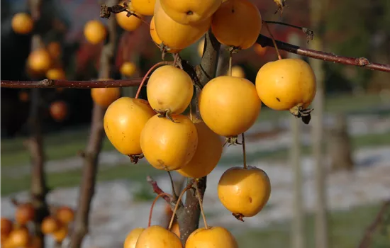 Malus Hybriden 'Golden Hornet' 