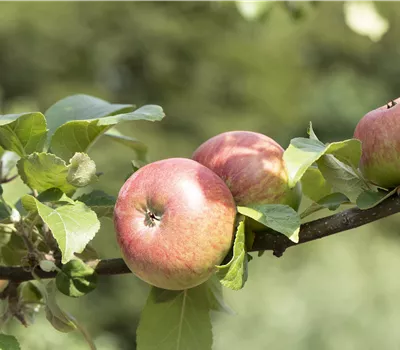 Malus 'Roter James Grieve' Malus 'Roter James Grieve'