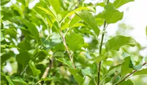 Hochstamm Apfel 'Opal'®