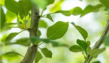 Hochstamm Apfel 'Opal'®