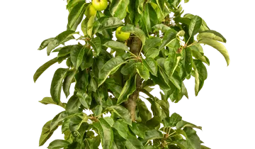 Säulenapfel 'Pomforyou'