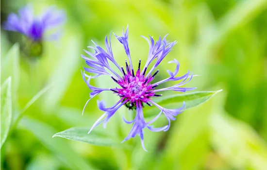 Centaurea montana