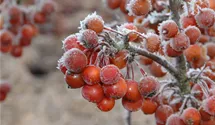Tige 80cm Pommier 'Pom Zai'
