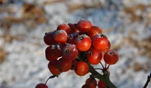 Tige 80cm Pommier 'Pom Zai'