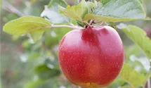 Halbstamm wurzelnackt Apfel 'Boskoop'