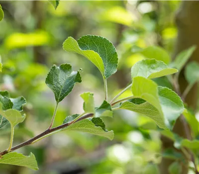 Malus 'Reanda' Malus 'Reanda'