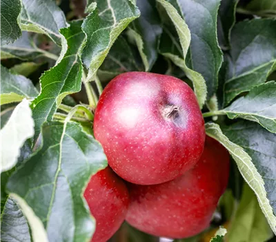 Malus domestica 'Red Spring' Malus domestica 'Red Spring'