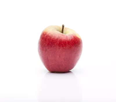 Malus domestica 'Rondo' Malus domestica 'Rondo'